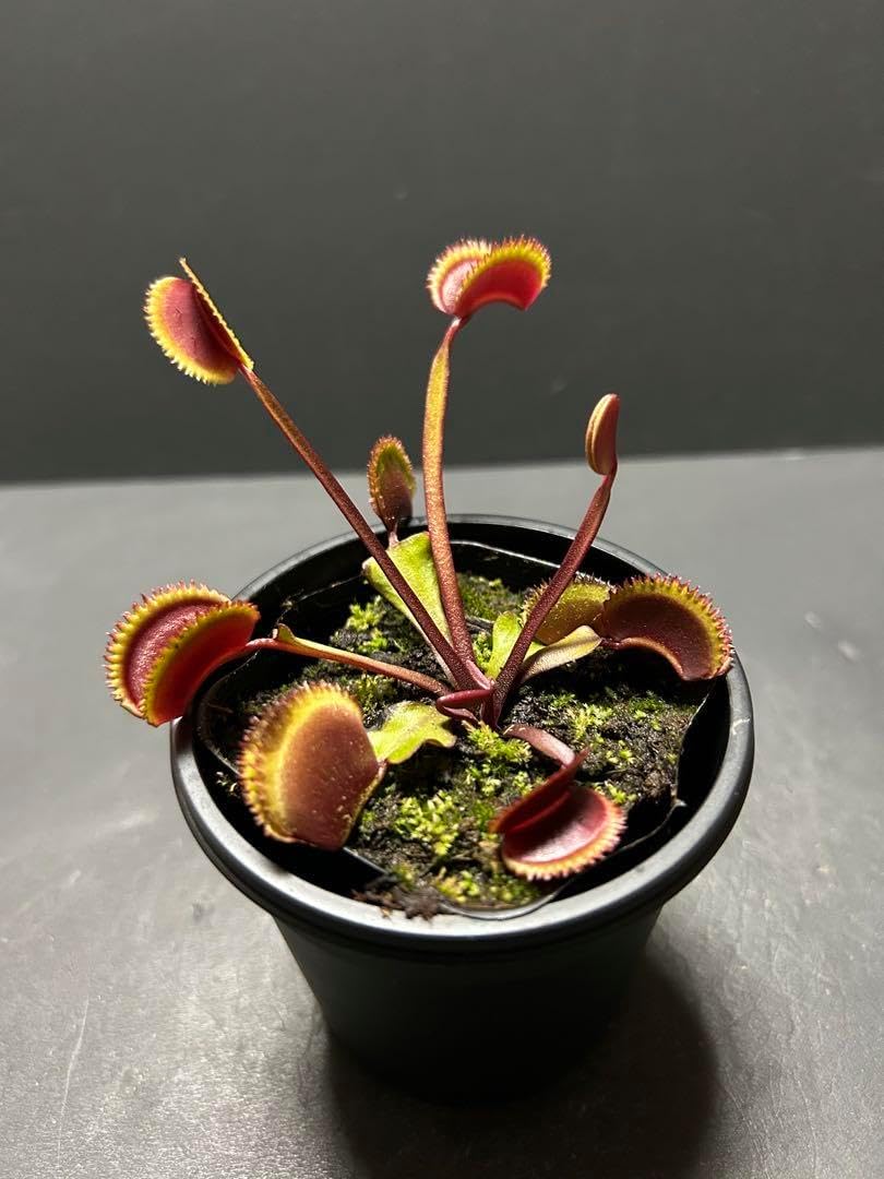 江戸切子 金箔銀箔 フラワーベース 東京都知事指定伝統工芸品 楽天市場